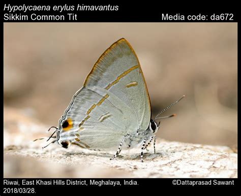 Hypolycaena erylus | Butterfly