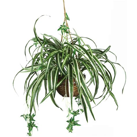 27 inch Spider Plant in Hanging Basket | 6607
