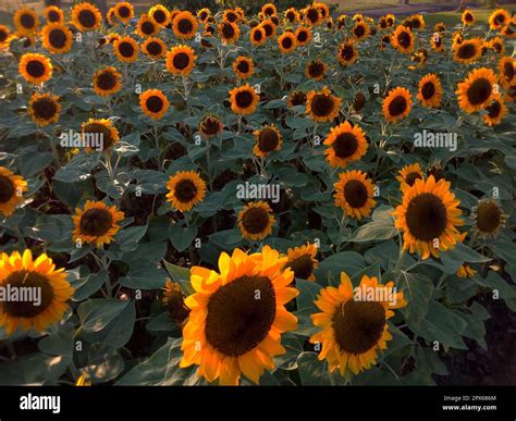 Sunflower Garden Thailand at Bessie Luce blog