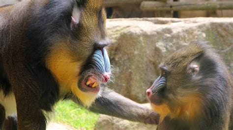 Babouin Mandrill