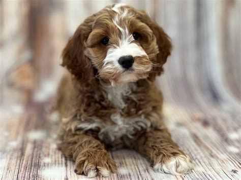 Image result for Dog Cockapoo Brown
