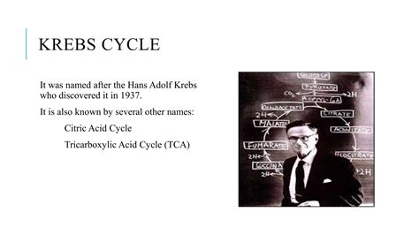 KREBS CYCLE ppt. BIOCHEMISTRY FOR STUDENTS | PPTX