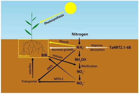 Research Progress in Crop Root Biology and Nitrogen Uptake and Use ...