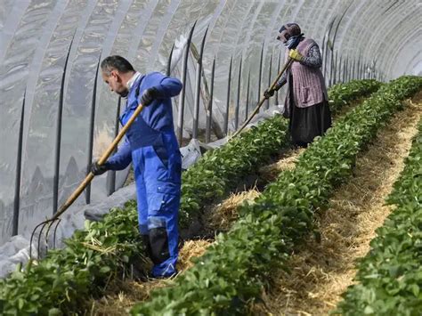 Europe struggles to find farm workers for harvest - Labour shortage ...