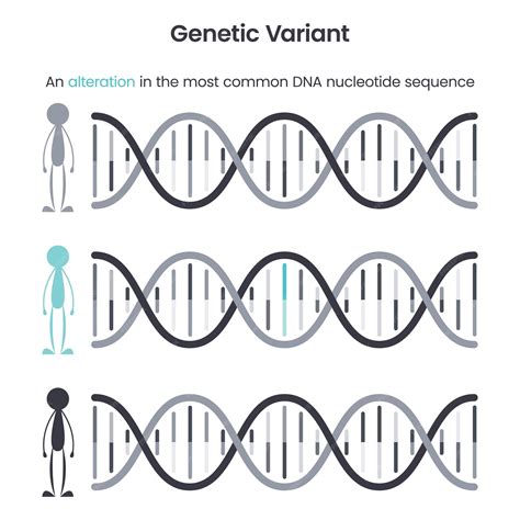 Premium Vector | Genetic variant educational science vector ...