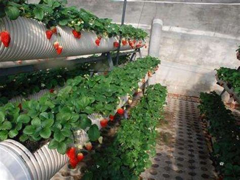 立体种植槽,草莓种植槽,水培种植,景观家庭种植,墙体栽培_寿光普沃农业科技有限公司