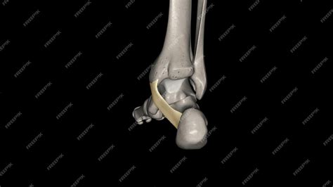 Premium Photo | The flexor retinaculum of the foot extends from the medial malleolus above to ...