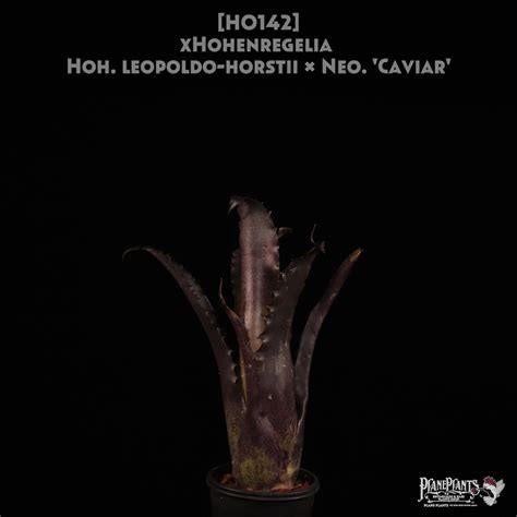 【送料無料】xHohenregelia Hoh. leopoldo-horstii × Neo. 'Caviar'〔ホヘンレゲリア〕現品発送 ...