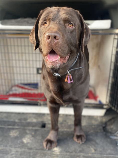 Image result for Rescue Dogs Labrador Retriever