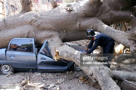 Image result for Felling of World Famous Tree