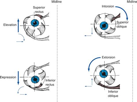 Eye Movements - Clinical Tree