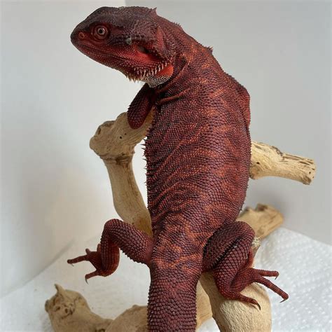 Bearded Dragon Red