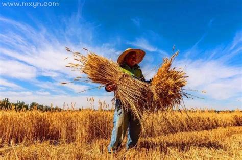 梦见收小麦是什么意思预兆 - 原版周公解梦大全