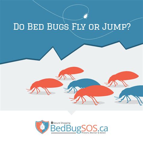 How High Do Bed Bugs Jump at Kayla Clubbe blog