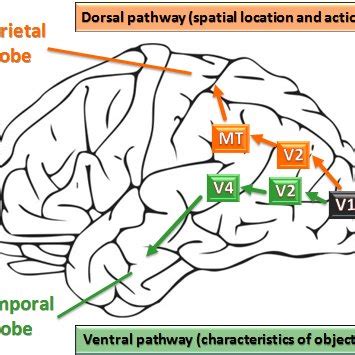 Image result for Primary Visual Cortex