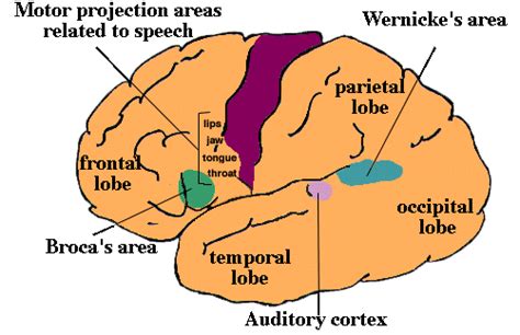 Image result for Broca's area Function