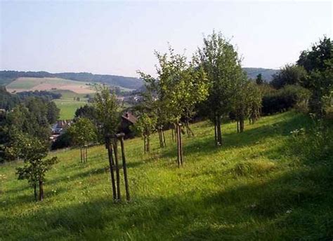 Grundstücke - Acker - Forst - See Kleinanzeigen
