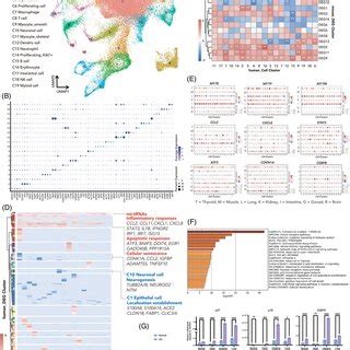 Downs Cell Diagram 的图像结果