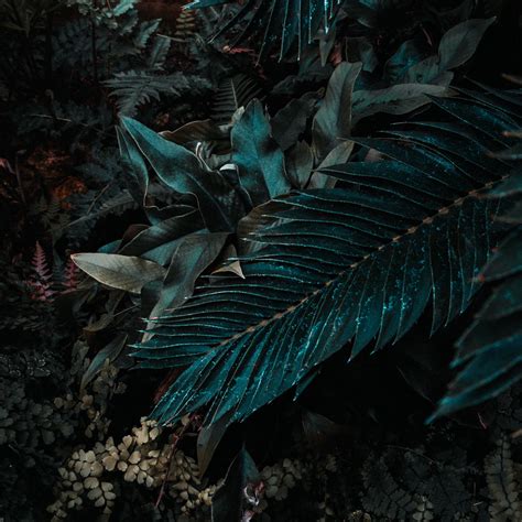 Download wallpaper 3415x3415 leaves, plant, branches, bush, carved ipad ...