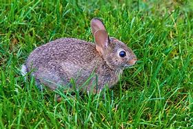 Image result for Long-Eared Rabbit Logo
