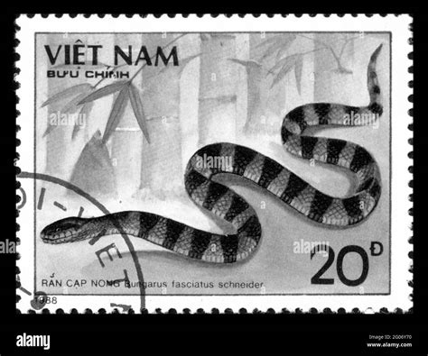 Snakes up close Black and White Stock Photos & Images - Alamy