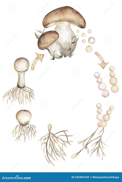Mushroom Life Cycle Clipart, Watercolor Forest Florals Life Cycle ...