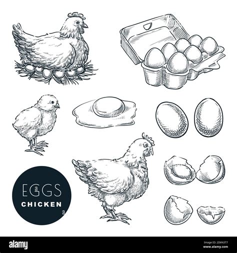 Chicken farm fresh eggs. Vector set of sketch design elements. Hand ...