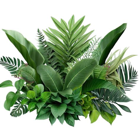 Tropical Plant Png