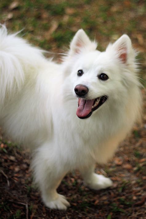 North American Eskimo Dog