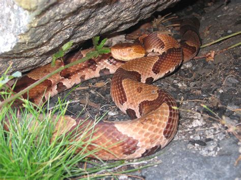 Endangered copperheads make home in Blue Hills - The Boston Globe