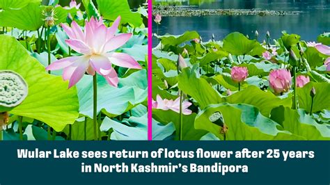 Wular Lake sees return of lotus flower after 25 years in North Kashmir ...