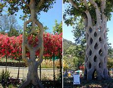 Image result for Tree Shaping Techniques