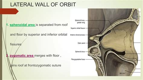 Anatomy of human orbit | PPTX