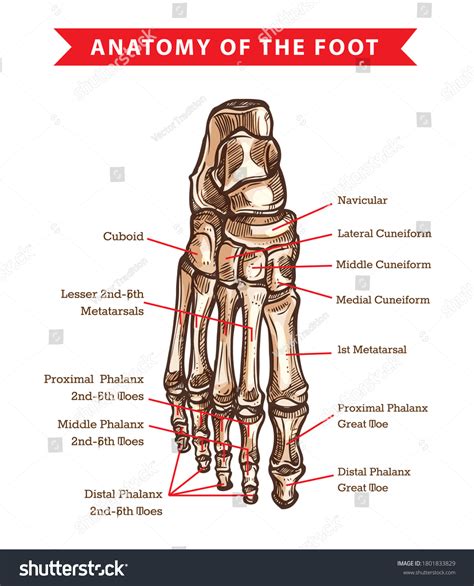 Foot Bones Diagram