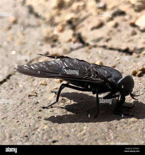 Black Horse Fly (Tabanus atratus) Insecta Stock Photo - Alamy