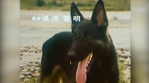 [日剧] [日本][1977][警犬卡尔][39集全][日语无字][mp4/共25G][原盘画质] - 亚洲电视剧 - 天天资源吧