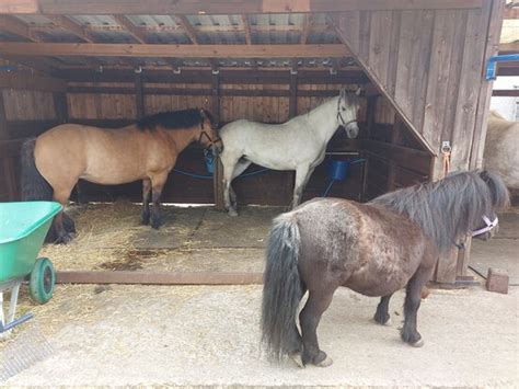 Highland Horse Fun Kingussie - All You Need to Know BEFORE You Go