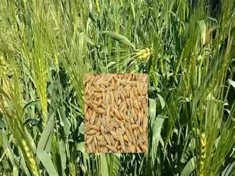 जौ की खेती: तकनीक, किस्में, लागत, फायदे और पूरी गाइड