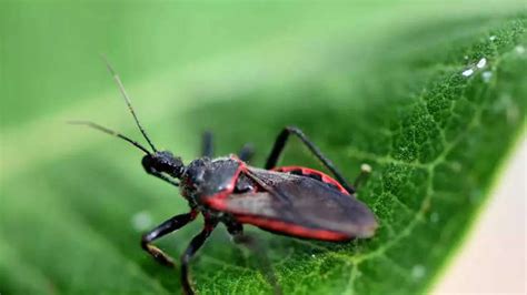 Deadly 'kissing bug' disease considered an endemic in US; vulnerable ...