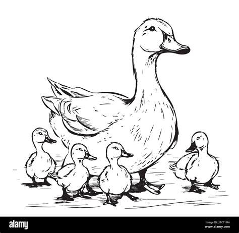 Duck And Ducklings Drawing Baby Duck Duckling Birds Clipart PNG
