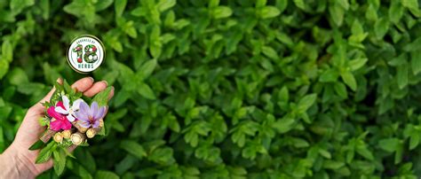 Buy Medimix Ayurvedic Classic 18 Herbs Bathing Soap 75g (Buy 5 Get 1 ...