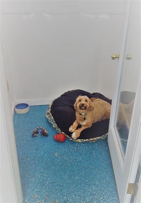 Dog Boarding & Daycare – The Dapper Dog LLC