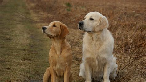 Which Is Better Golden Retriever Male Or Female