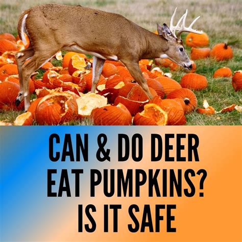 Can and Do Deer Eat Pumpkins? 5 Safety Concerns - Oxford Pets