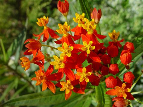 Free picture: orange, yellow flowers