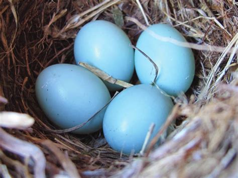 Why Are Robins’ Eggs Blue?. Eggshell pigments and color patterns… | by ...