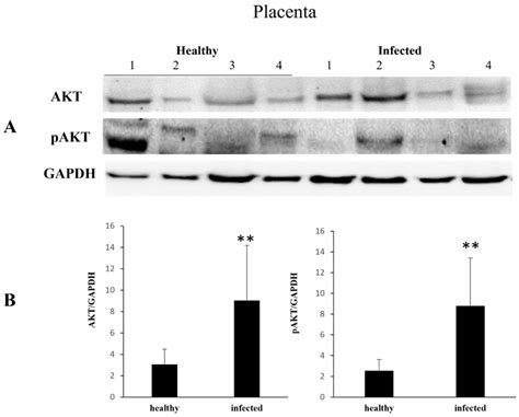 Vertical Intrauterine Bovine and Ovine Papillomavirus Coinfection in ...