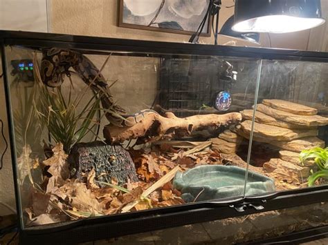 Image result for Ball Python Tanks