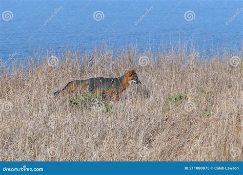 Santa Cruz Island Fox at Channel Islands National Park Stock Image ...