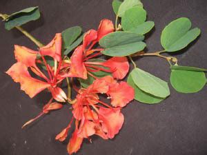 Decorate The World De Bauhinia Acuminata Plant Price in India - Buy ...